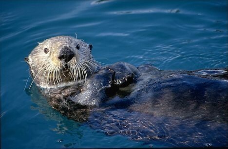 Alaska. Resurrrection Bay. Sea Otter (Enhydra lutris).